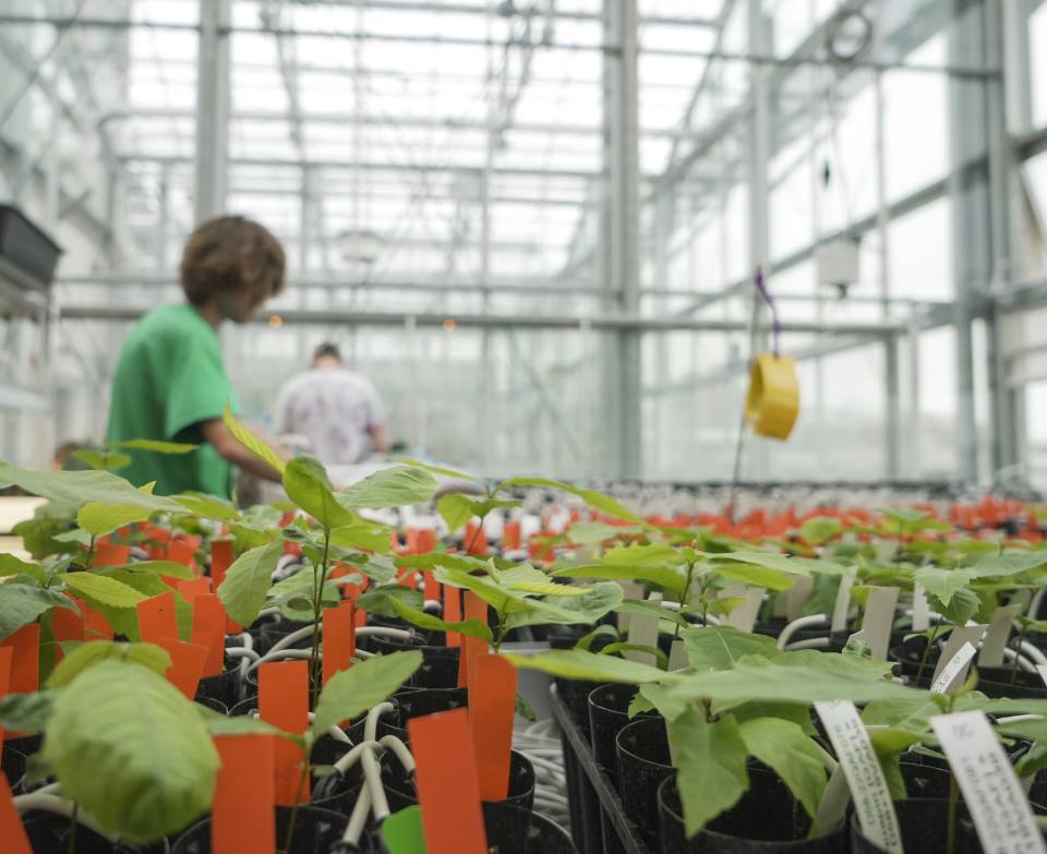 Plants in the foreground in a greenhouse with students working in the background.