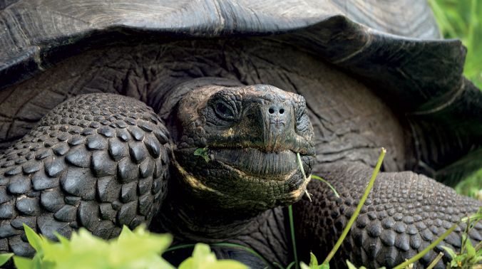 Photo of a tortoise in grass.