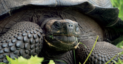 Photo of a tortoise.