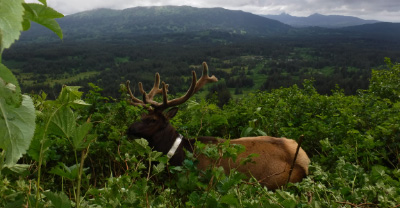 Forest landscape with buck in foreground and mountains in distance.