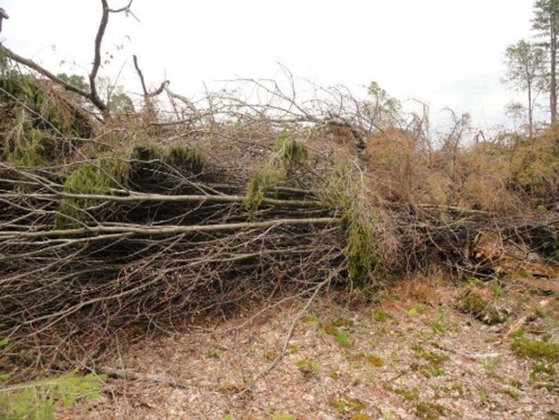 fallen trees