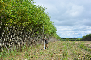 willow field 