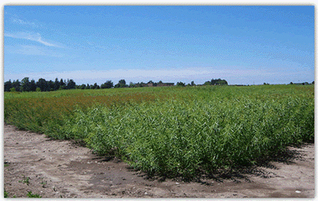 a field of willows