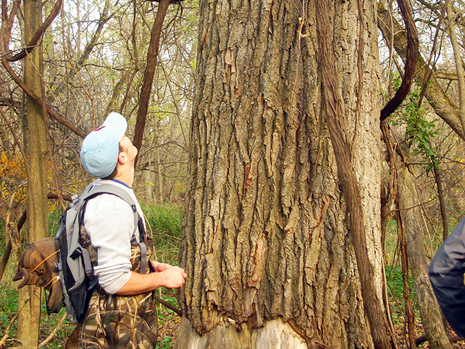 large tree trunk