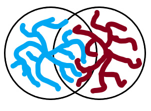 A pair of interpenetrating fractal aggregates with some contacts formed between subunits from each object that are close to each other. 