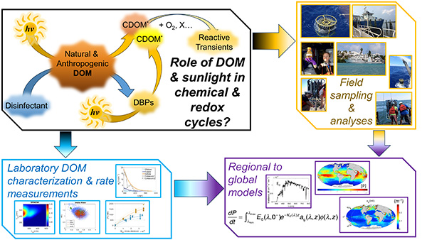 Infographic for role of dissolved organic matter and sunlight in chemical and redox cycles. The details are in the paragraph below.