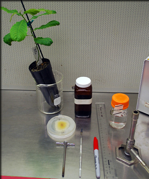 a petri dish, marker, bottles and a sapling