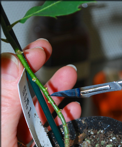 marking a sapling