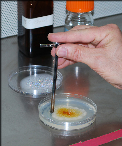taking a sample from a petri dish