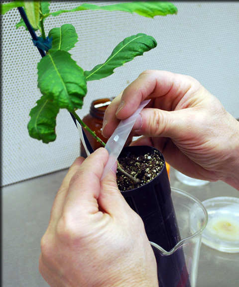 tying a sapling