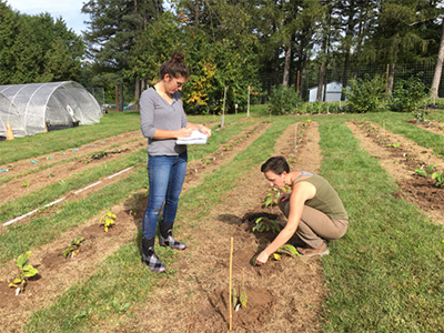 Two people planting chestnut saplings