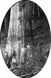 black and white image of women standing under a chestnut tree
