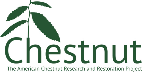 The american chestnut project logo in green. Chestnut with a chestnut sampling growing on the letter h