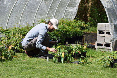 A man taking care of chestnut saplings