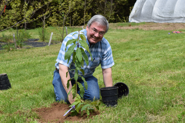 Bill Powell planting a chestnut sapling