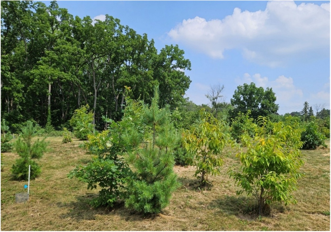 Photo of the Demonstration Restoration Forest