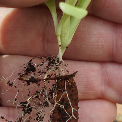 chestnut germinated in potting mix