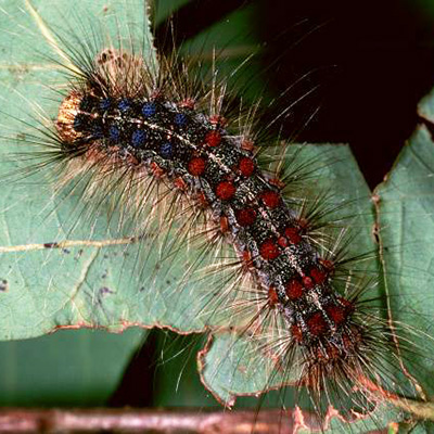 gypsy moth caterpillar on a leaf