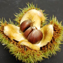 American chestnut