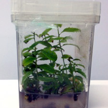 acclimatization of tissue culture grown chestnut plants