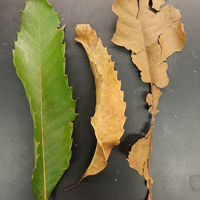 3 leaves at different stages of decomposition