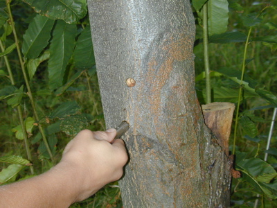 sampling tissues at the margin of a blight canker on American chestnut tree