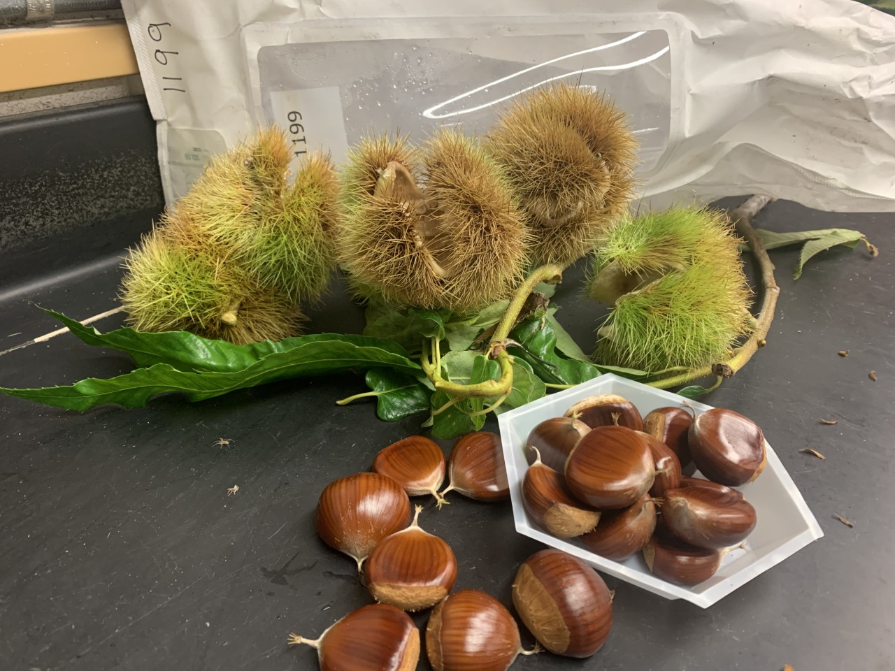 American chestnuts harvested