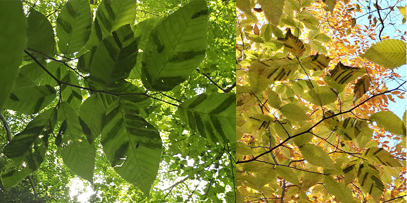 American Beech Leaves with Beech leaf disease 