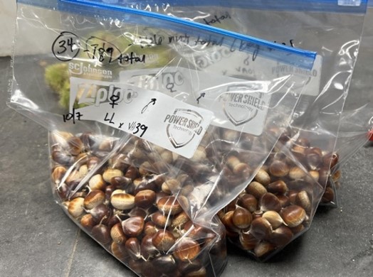 chestnuts in a labled ziplock bags