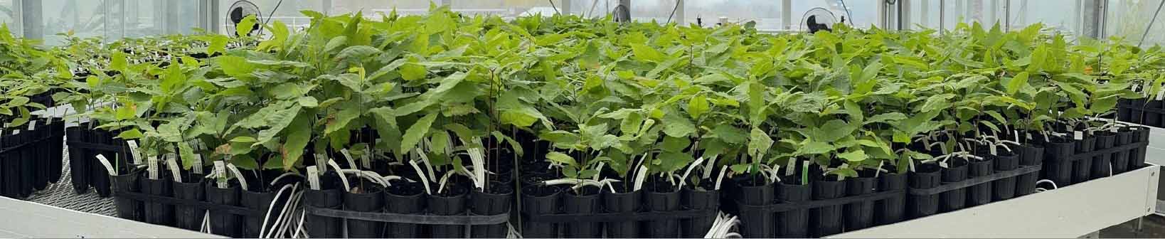American chestnut seedlings growing with related controls in a greenhouse