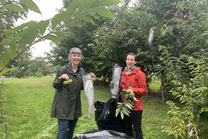 Patricia and Kaitlin harvesting chestnut