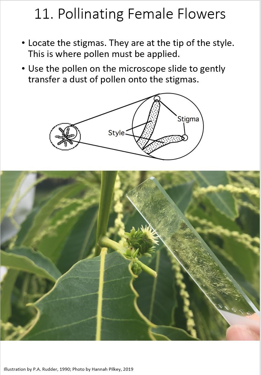 Hanna Pilkey's instructions on pollination. Pollinating female flowers