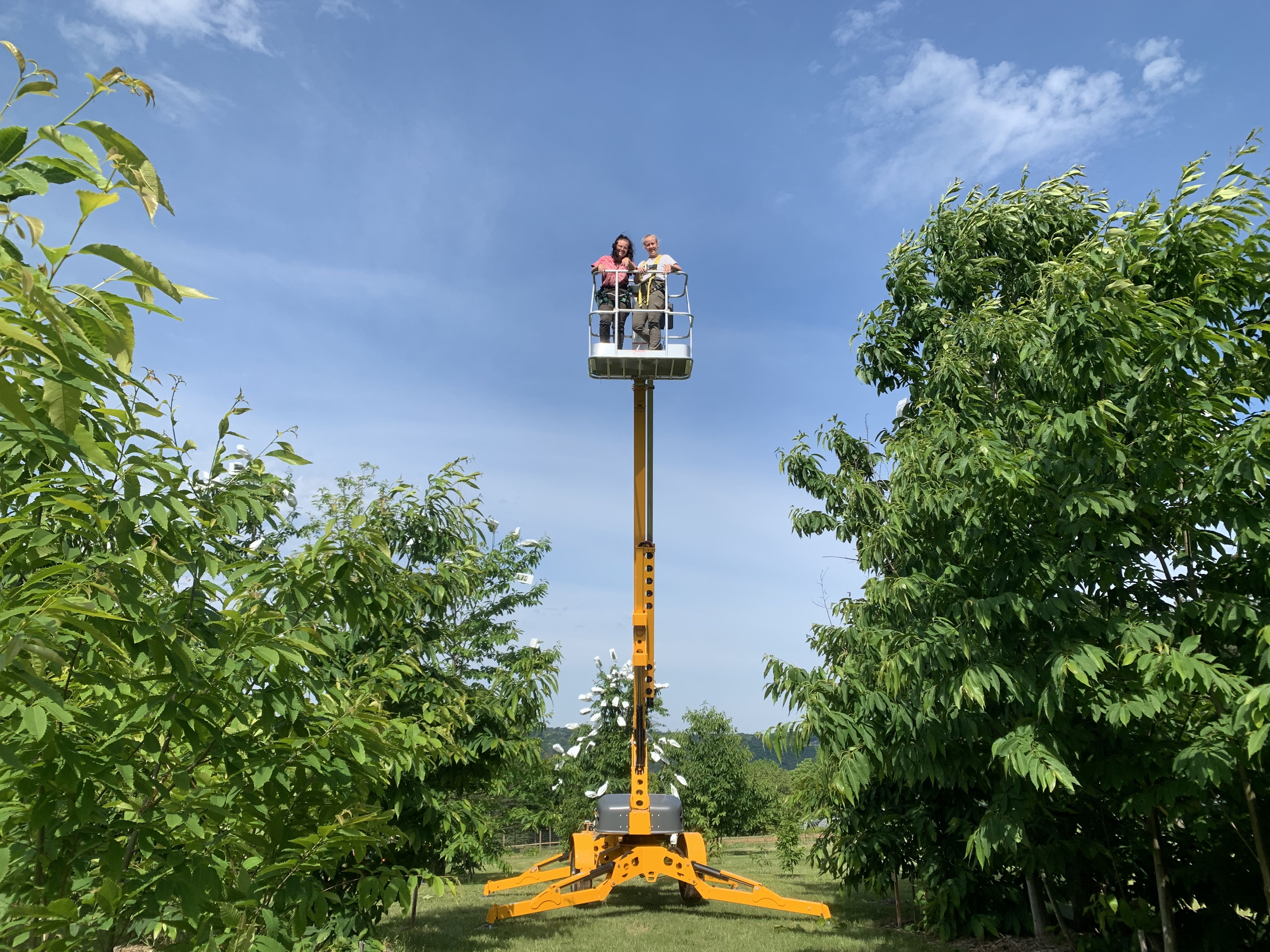 Sarah and Kyra on a bucket lift bagging female flowers