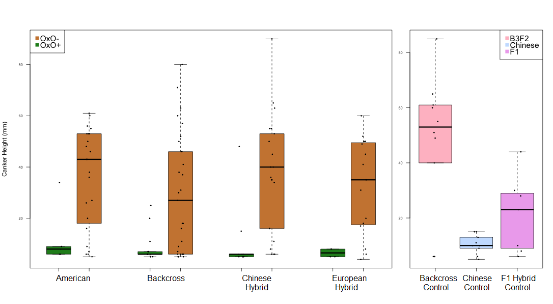 Figure 1: Canker length vertically along the stem after blight inoculations on potted seedlings.