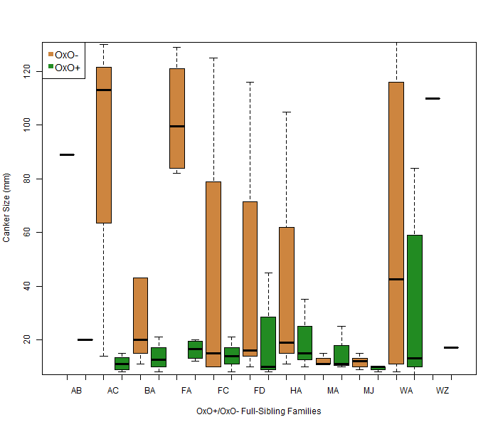 Figure 4: Canker size 13 weeks after inoculation.