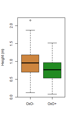 Figure 5: Height comparison between OxO- (brown) and OxO+ (green) trees in the ESF Common Garden plot.