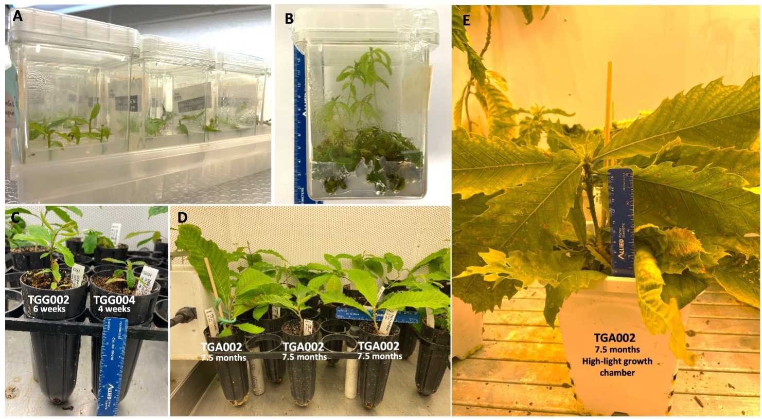 Figure 8: Production of homozygous plants via tissue culture at SUNY ESF. Five photos at different stages of plant development.