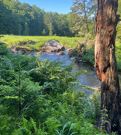 Location of former beaver dam on Chair Rock Creek