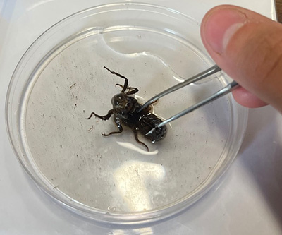 An angry dragonfly nymph in petri dish