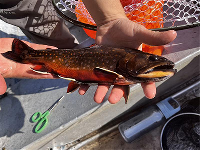 hands holding a fish
