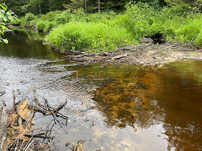 former dam on Sucker Brook