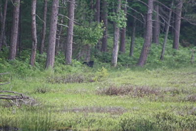 trees in a forest