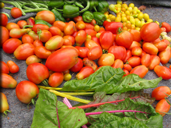 Images from the Lafayette Road garden