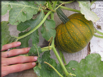 Images from the Lafayette Road garden