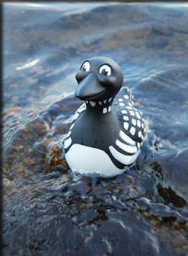 rubber loon in water