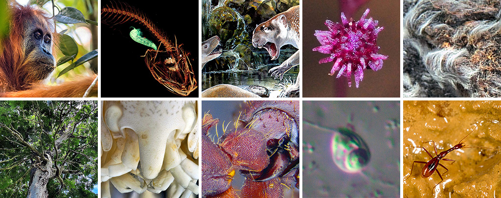 ESF Lists Top 10 New Species for 2018 ESF Lists Top 10 New Species for 2018