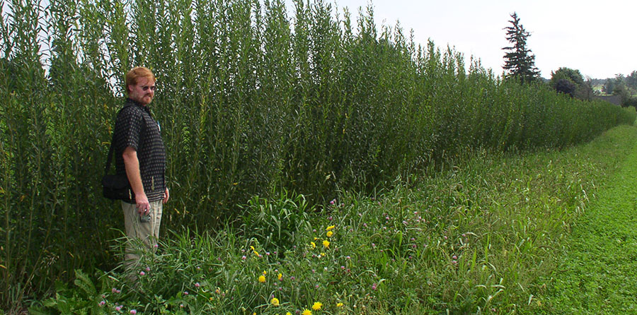 Tim Volk and row of shrub willow