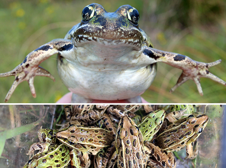 Atlantic Coast leopard frogs