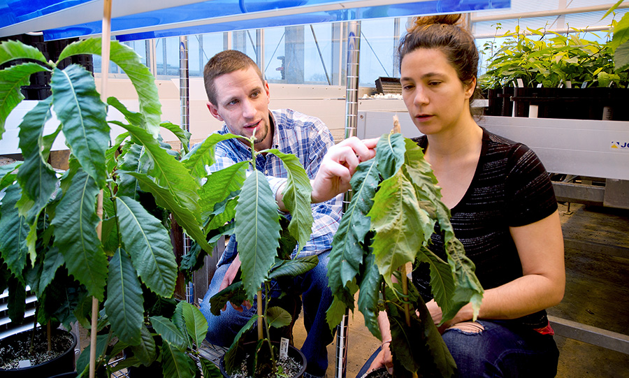 Researchers with Chestnut saplings in greenhouse