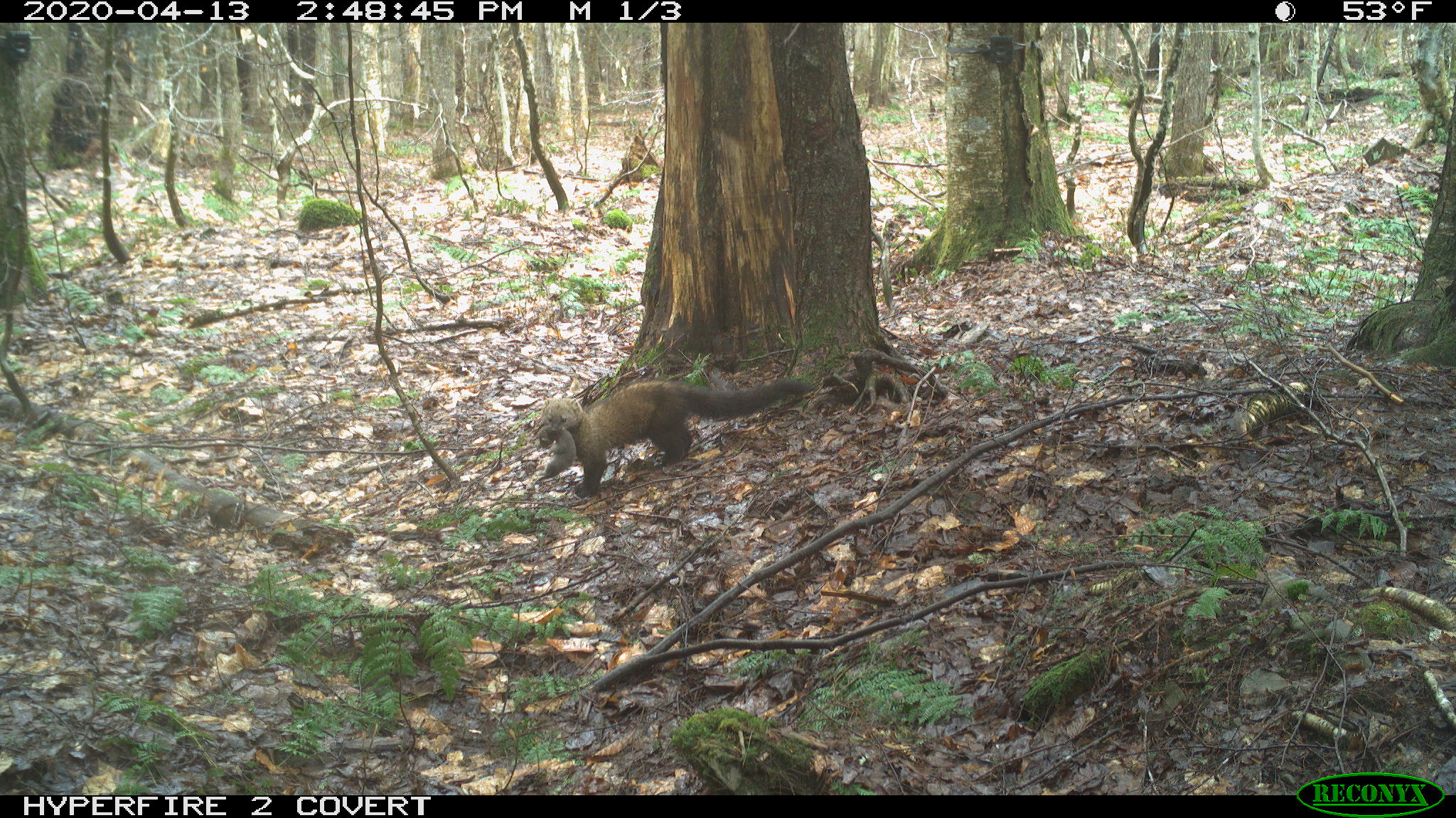 Photo courtesy of the New York State Department of Environmental Conservation